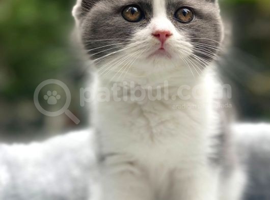 Süper Kalite Scottish Fold Yavrular Geldi