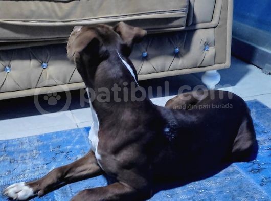 Eği̇ti̇mli̇ Söz Di̇nleyen Rednose