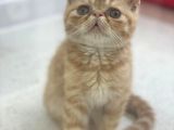 Orjınal Garfield Exotic Shorthair Yavrular Geldi