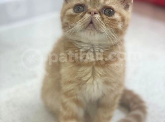 Orjınal Garfield Exotic Shorthair Yavrular Geldi