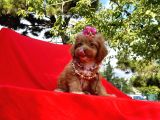 Red Brown Renk Dişi Maltipoo Yavrular
