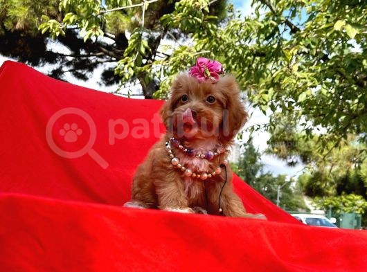 Red Brown Renk Dişi Maltipoo Yavrular görsel