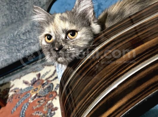Dişi Güzellik Pakize görsel