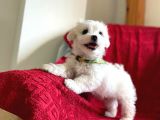 Orjinal Maltese Terrier
