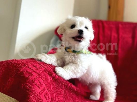 Orjinal Maltese Terrier görsel