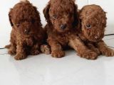 Red Brown Toy Poodle Yavrular