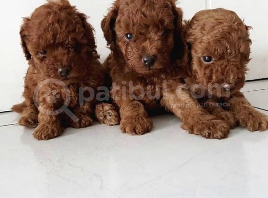 Red Brown Toy Poodle Yavrular görsel