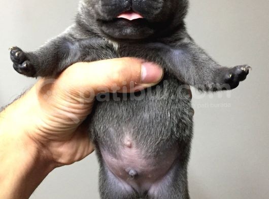 Lilac Tan Quad görsel