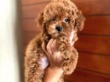 Red Brown TOY Poodle Erkek Yavru