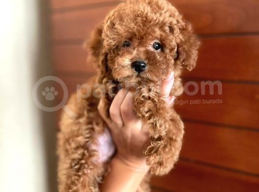 Red Brown Toy Poodle Erkek Yavru