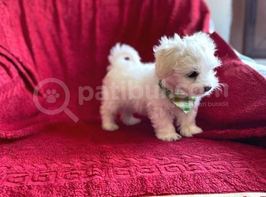 Orjinal Maltese Terrier görsel
