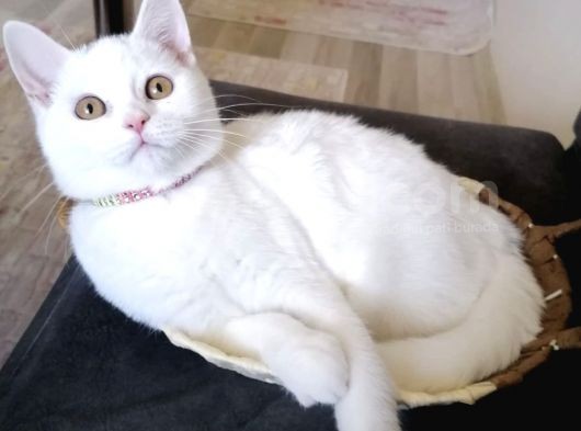 Pamuk Prenses Bu