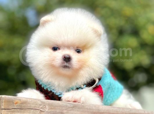 Ayıcık Surat Boo Pomeranian Yavrular görsel