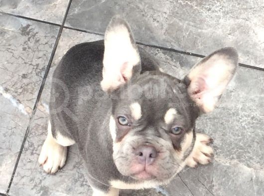 Lilac Tan Quad görsel