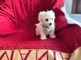 Orjinal Maltese Terrier