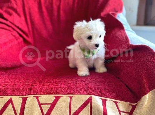 Orjinal Maltese Terrier görsel