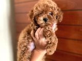 Red Brown Toy Poodle Erkek Yavru