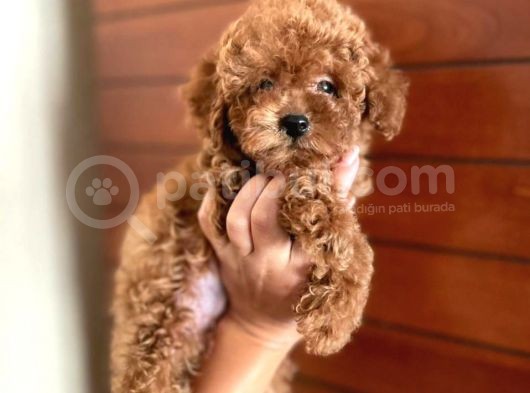 Red Brown Toy Poodle Erkek Yavru görsel