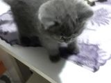 Orjinal British Shorthair