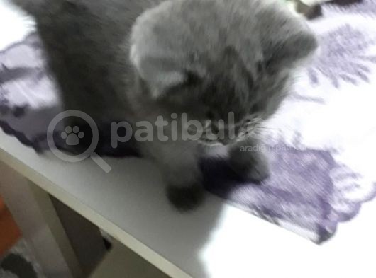 Orjinal British Shorthair görsel
