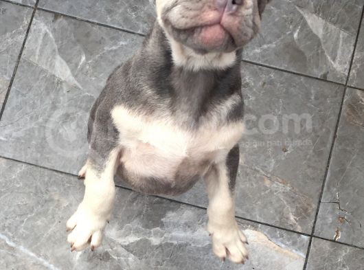 Lilac Tan Quad görsel