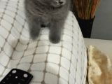 Orjinal British Shorthair