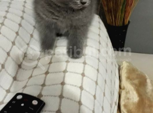 Orjinal British Shorthair görsel