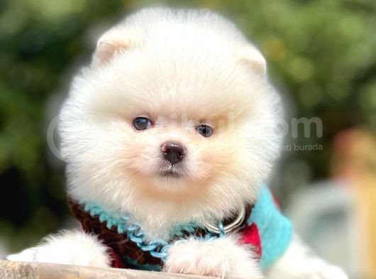 Ayıcık Surat Boo Pomeranian Yavrular görsel