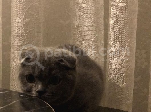 Benzersiz Dost Fold görsel