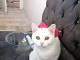 Pamuk Prenses Bu