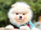 Ayıcık Surat Boo Pomeranian Yavrular