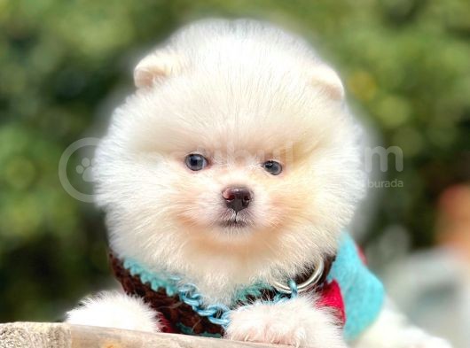 Ayıcık Surat Boo Pomeranian Yavrular görsel