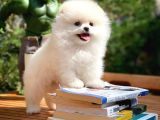 Safkan Pomeranian Boo
