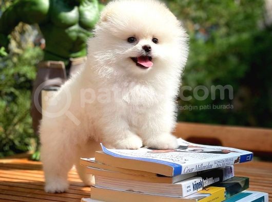 Safkan Pomeranian Boo görsel