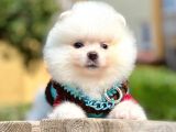 Ayıcık Surat Boo Pomeranian Yavrular