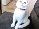 Pamuk Prenses Bu
