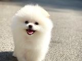 Safkan Pomeranian Boo