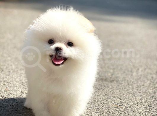 Safkan Pomeranian Boo görsel