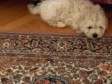 2,5 Aylık Maltipoo Yavrusu