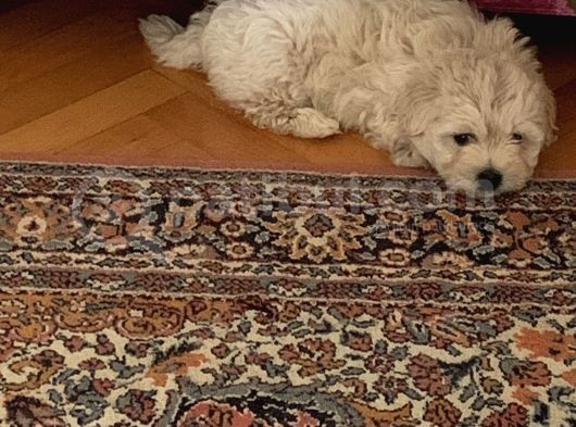 2,5 Aylık Maltipoo Yavrusu