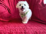 Orjinal Maltese Terrier