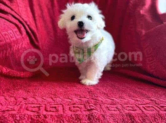 Orjinal Maltese Terrier görsel