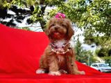 Red Brown Renk Dişi Maltipoo Yavrular