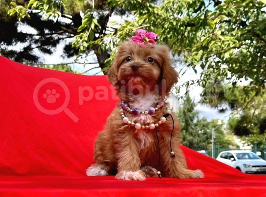 Red Brown Renk Dişi Maltipoo Yavrular