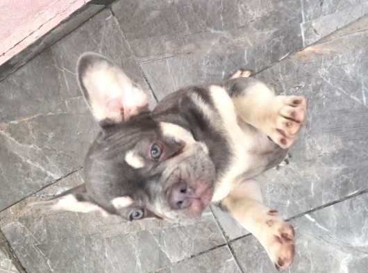 Lilac Tan Quad görsel