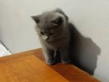 Orjinal British Shorthair
