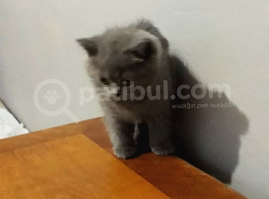 Orjinal British Shorthair