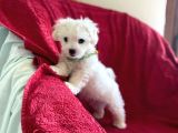 Orjinal Maltese Terrier