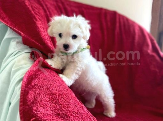 Orjinal Maltese Terrier