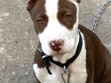 Pitbull Rednose